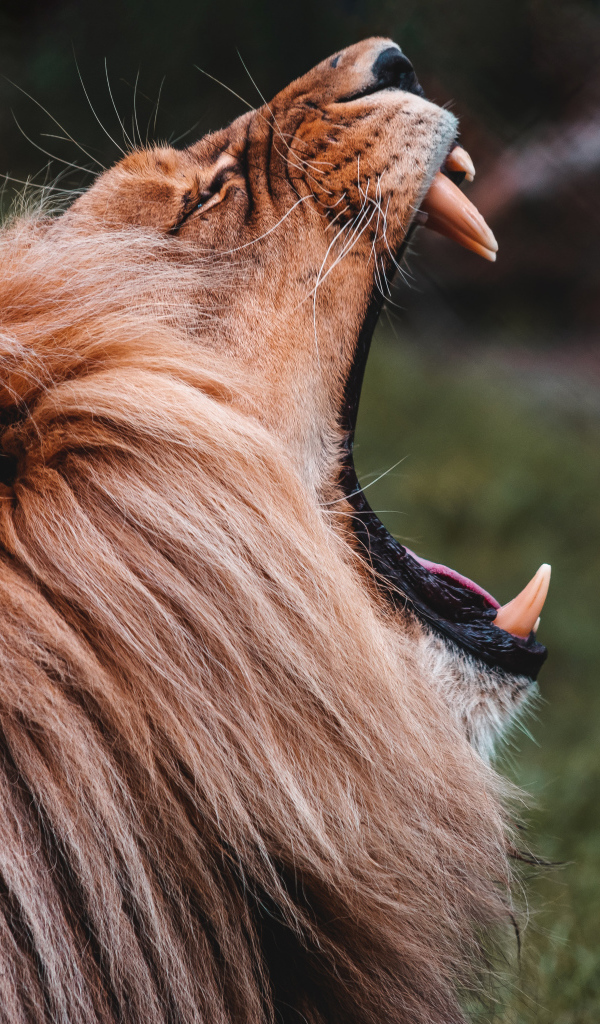 Лев открыл пасть с острыми клыками 