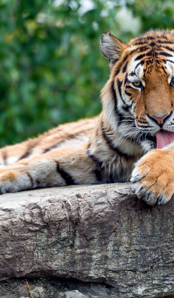 Полосатый тигр умывается на камне 