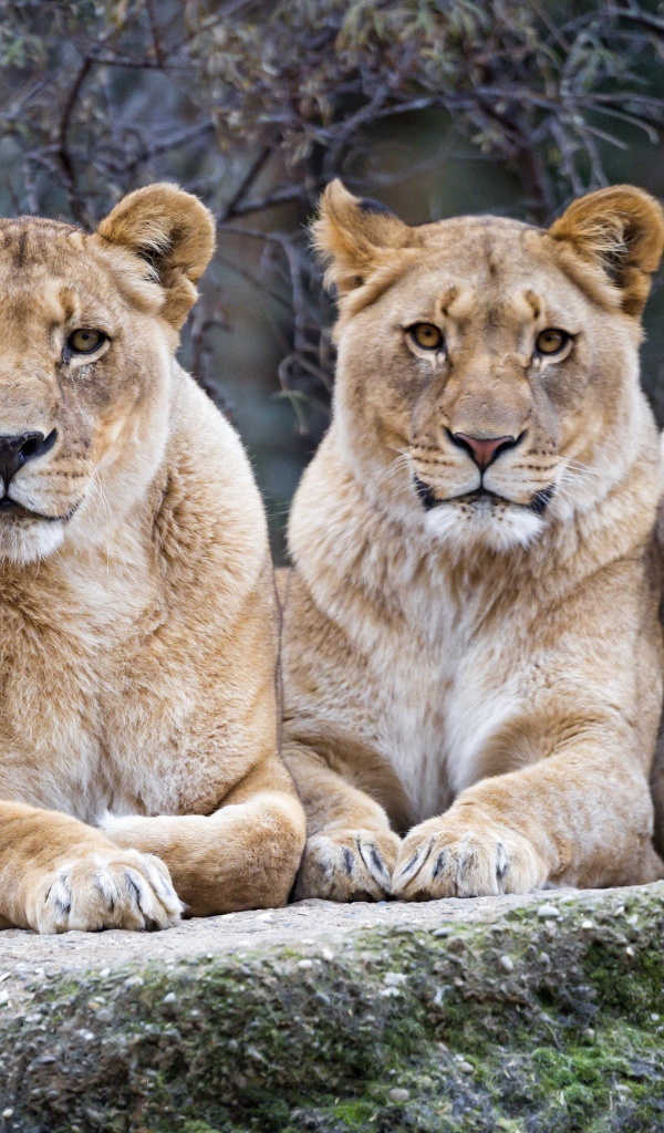 Три большие львицы лежат на камне в зоопарке 