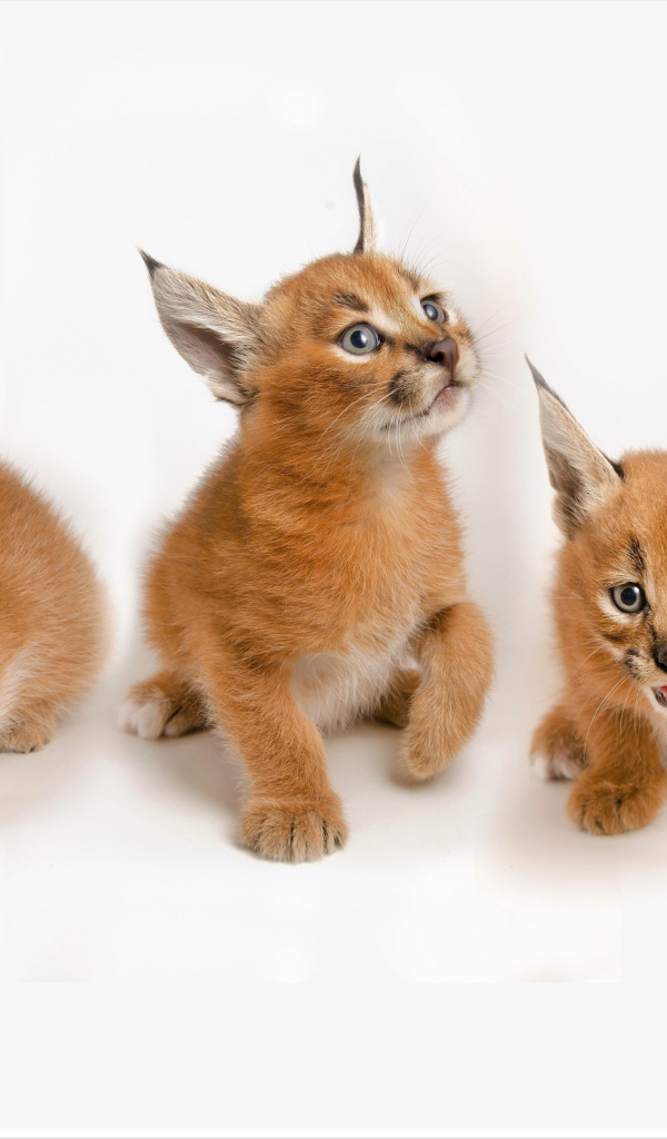 Три маленьких котенка рыси на белом фоне