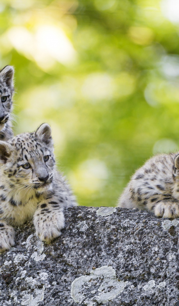 Три маленьких котенка снежного барса лежат на камне
