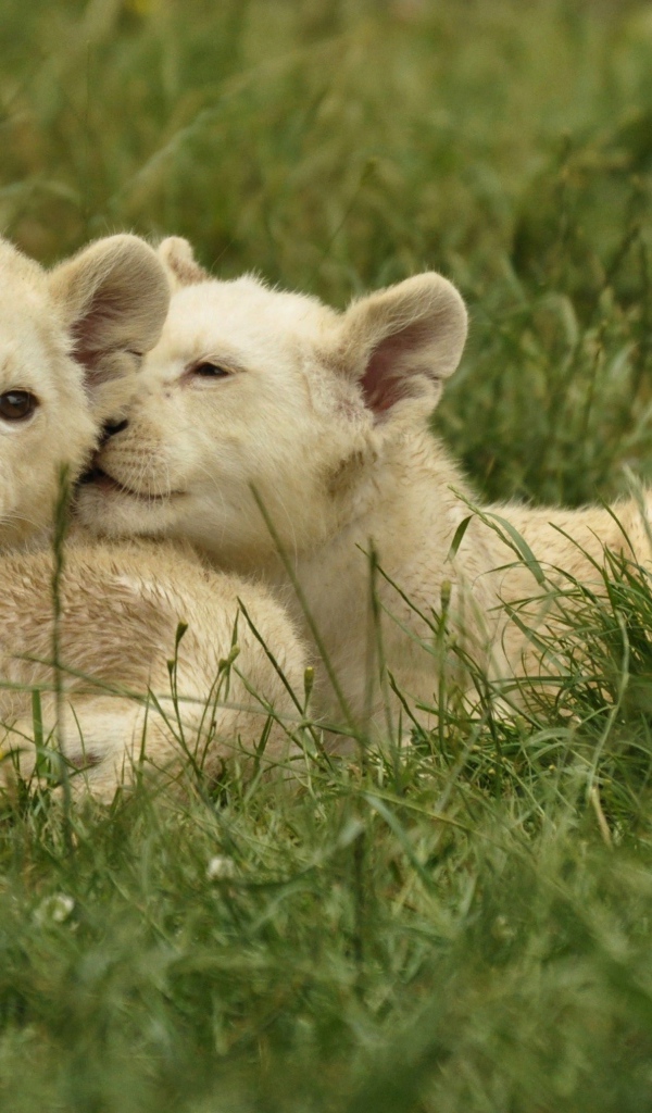 Три маленьких белых львенка лежат на зеленой траве