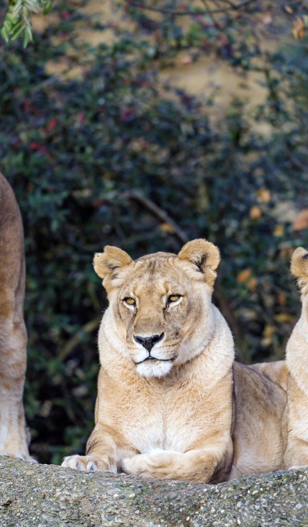 Три величественные львицы отдыхают на солнце