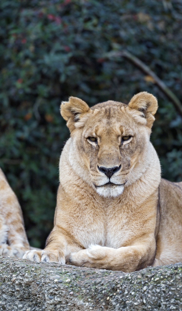 Три серьезные большие львицы лежат на камне