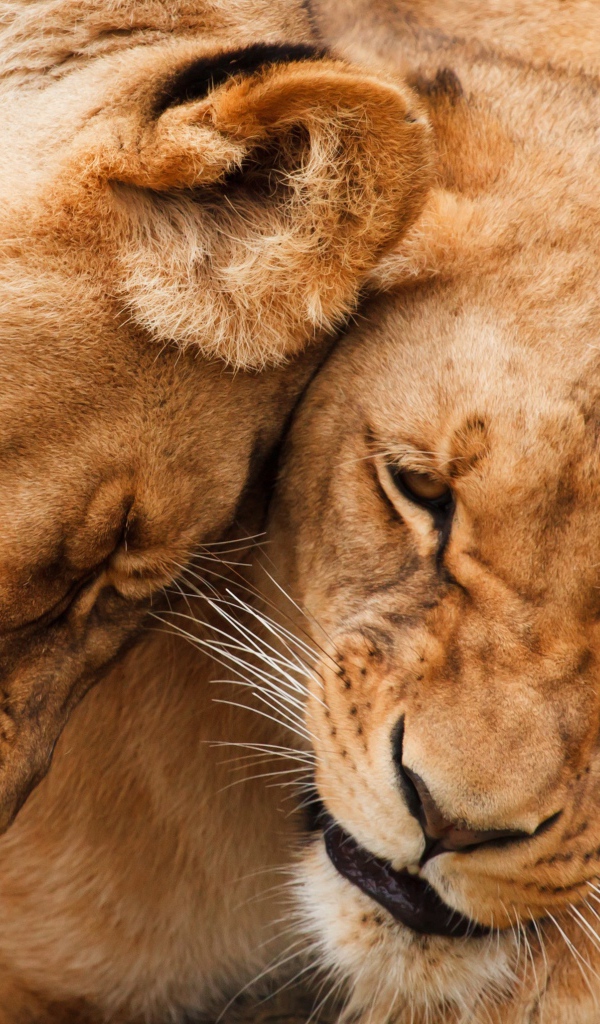 Две большие ласковые львицы 