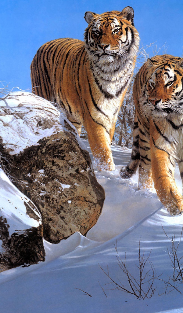 Два больших полосатых тигра в лесу зимой 