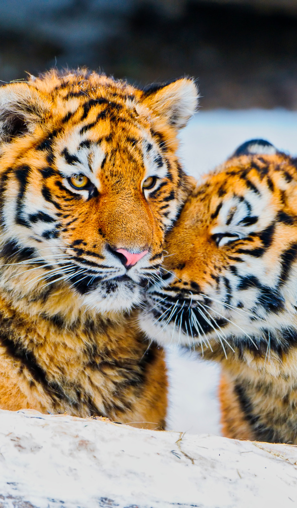 Два влюбленных тигра в заснеженном лесу