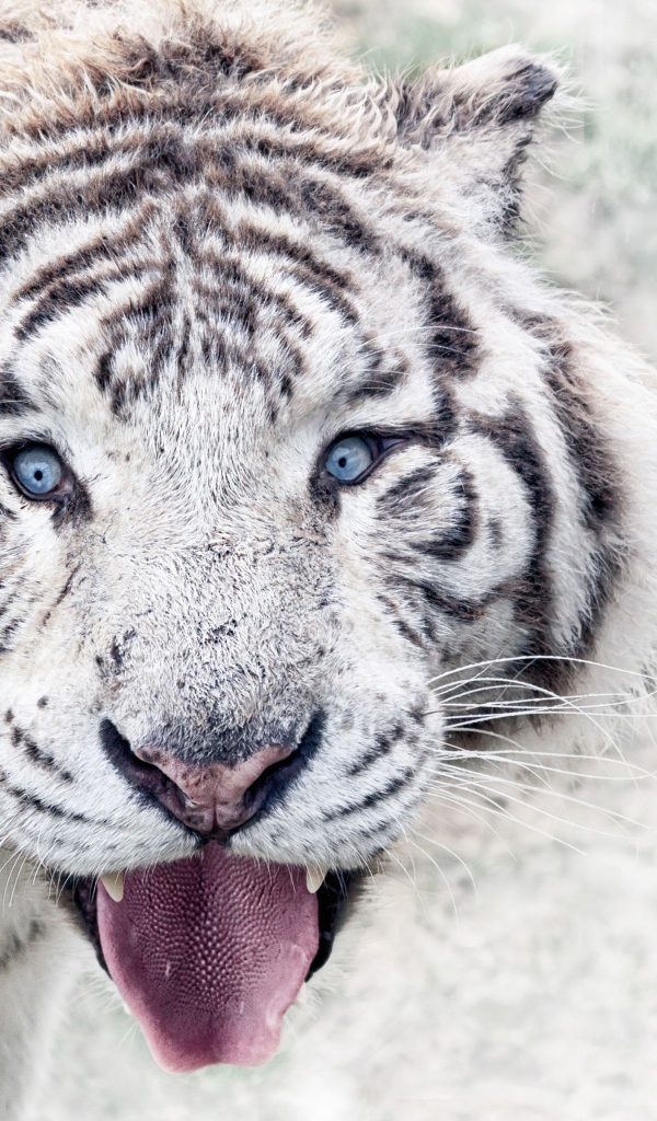 Белый голубоглазый тигр в высунутым языком