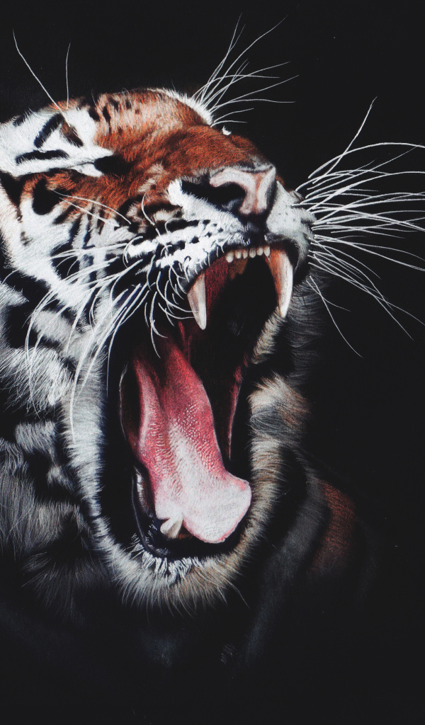Зевающий полосатый тигр на черном фоне