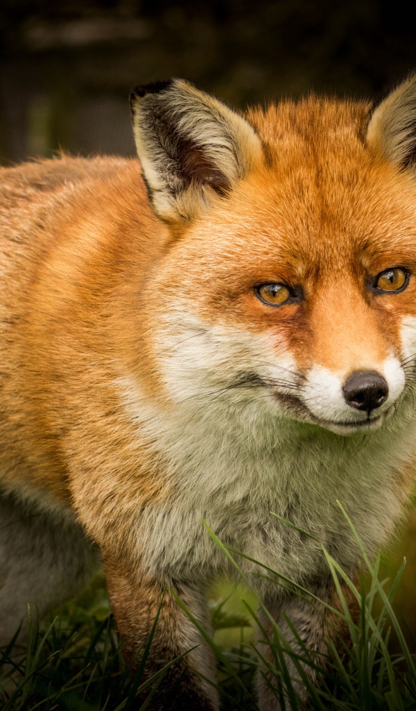 Большая хищная лиса крадется по зеленой траве