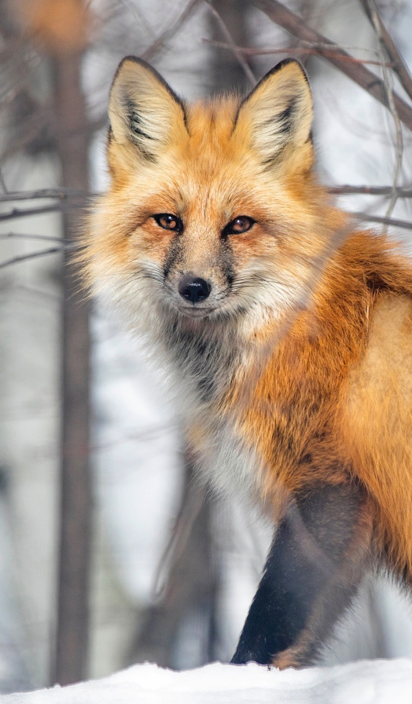 A large red fox sits in the snow in the forest