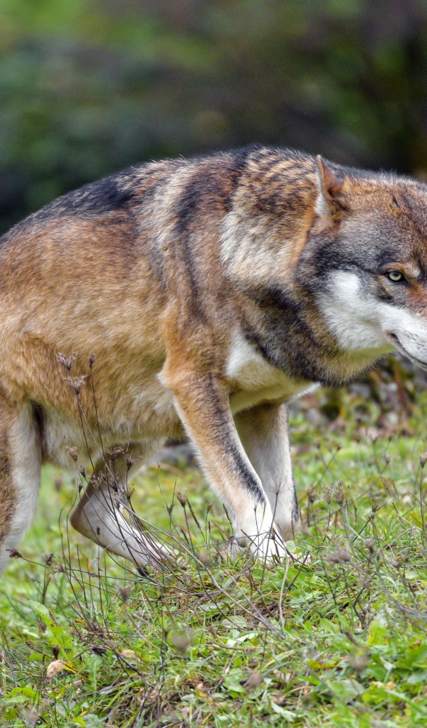 Большой суровый серый волк идет по траве 