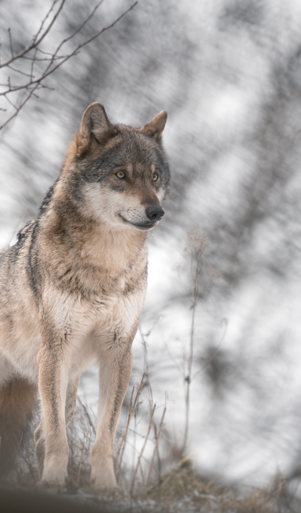 Большой серый волк стоит в холодной лесу