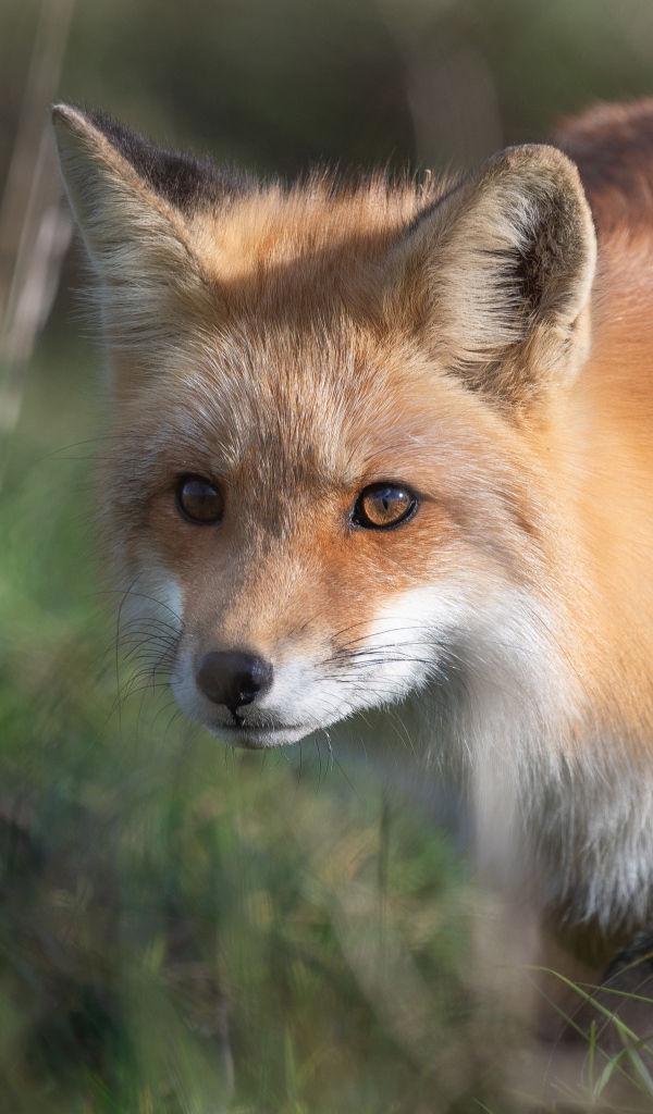 Big red fox in green grass