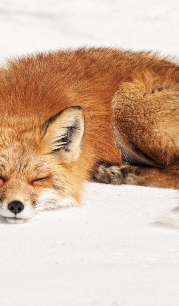 Пушистая рыжая лиса спит на холодном снегу