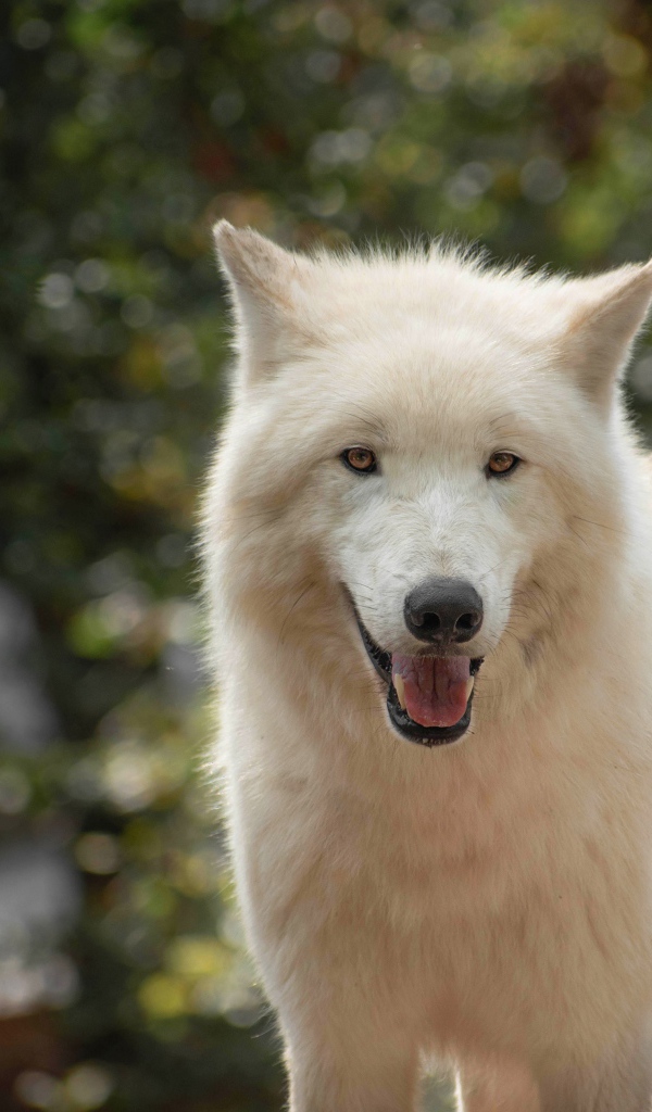 Большой белый волк с высунутым языком 