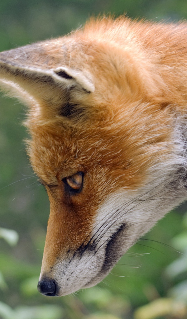 Рыжая лиса смотрит вниз 