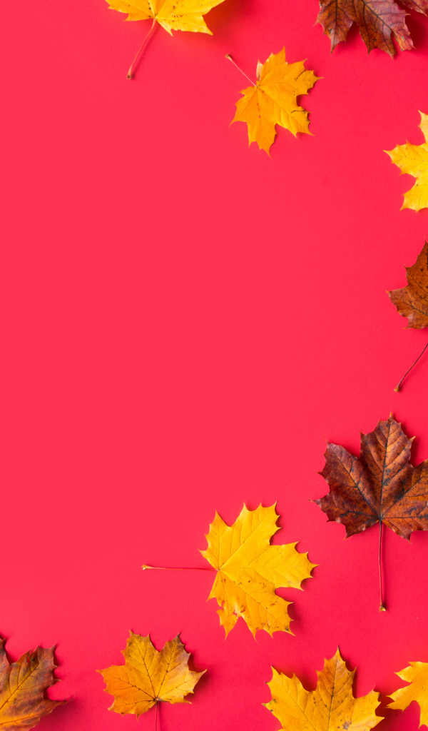 Опавшие осенние кленовые листья на красном фоне