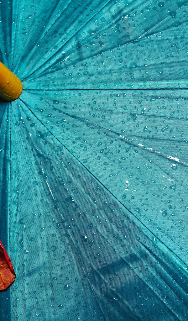 Желтый лист лежит на голубом мокром зонте