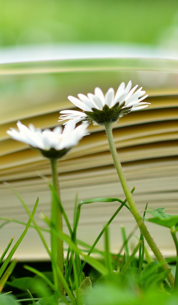 Открытая книга лежит на траве с белыми цветами