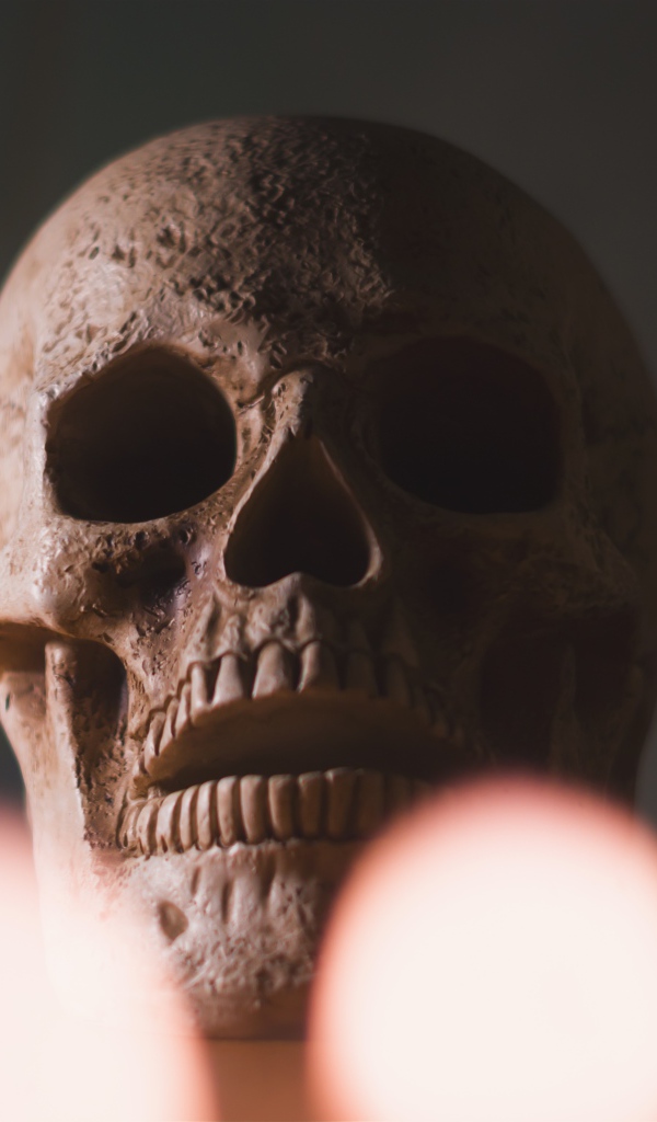 Большой череп на столе крупным планом