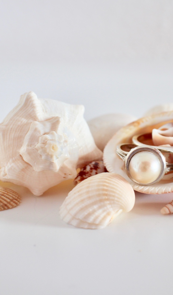 Кольца и ракушки на белом фоне