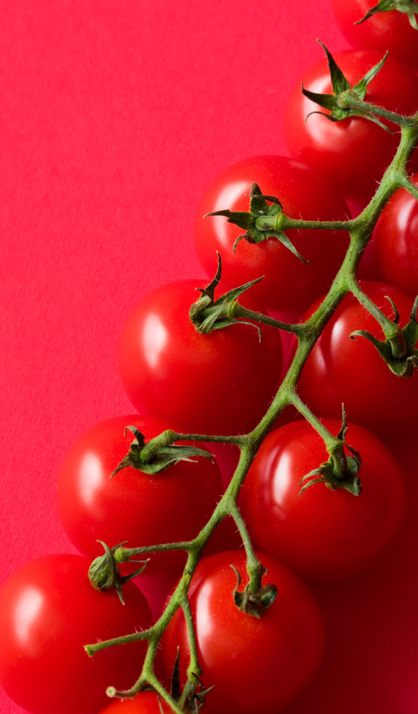 Много красных спелых помидоров на розовом фоне