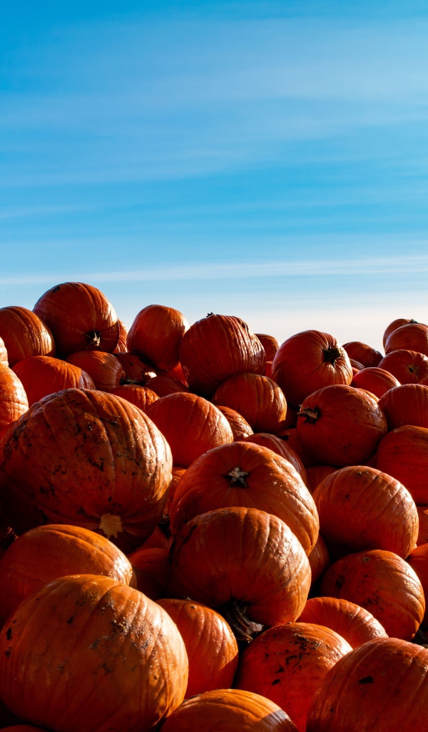 Много спелой оранжевой тыквы на поле на фоне голубого неба 