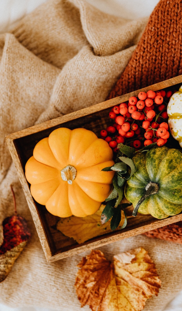 Декоративная тыква в ящике на столе с рябиной