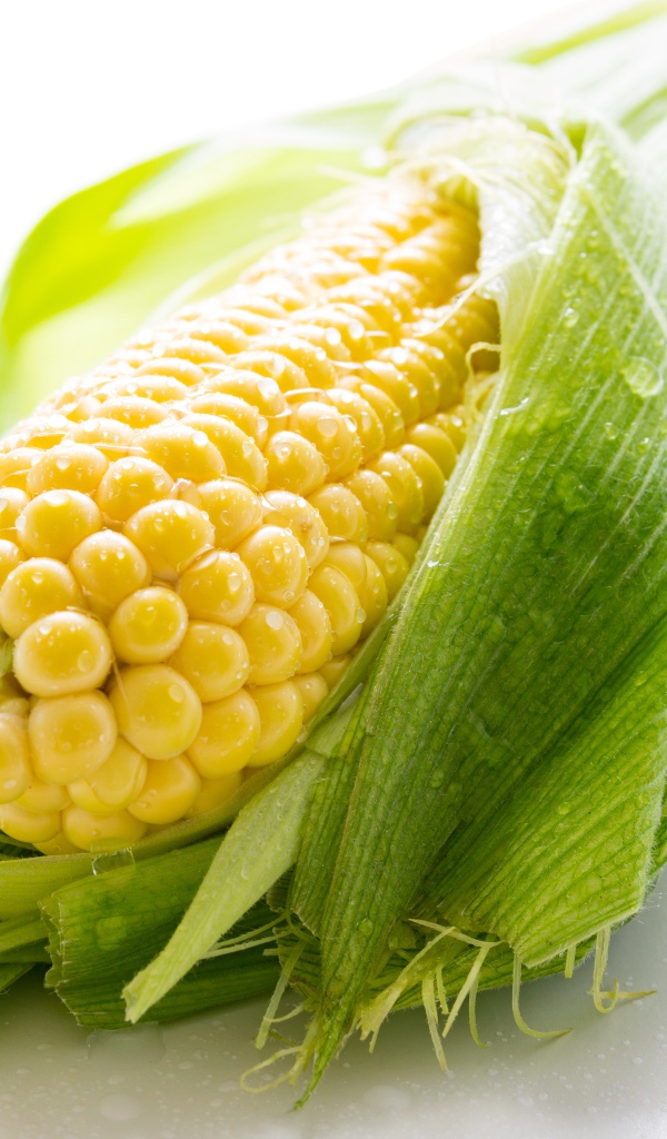 Початок кукурузы в каплях воды на белом фоне