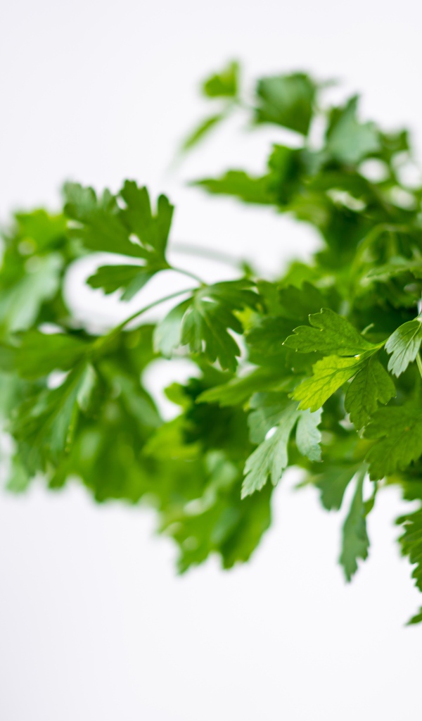 Свежая петрушка в вазе на белом фоне