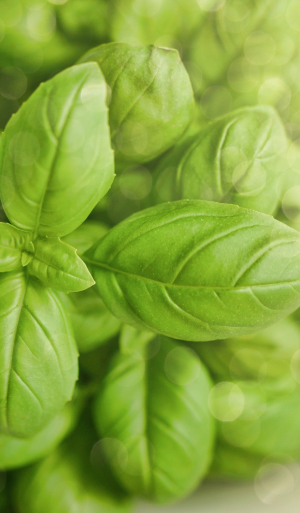 Зеленые листья базилика крупным планом