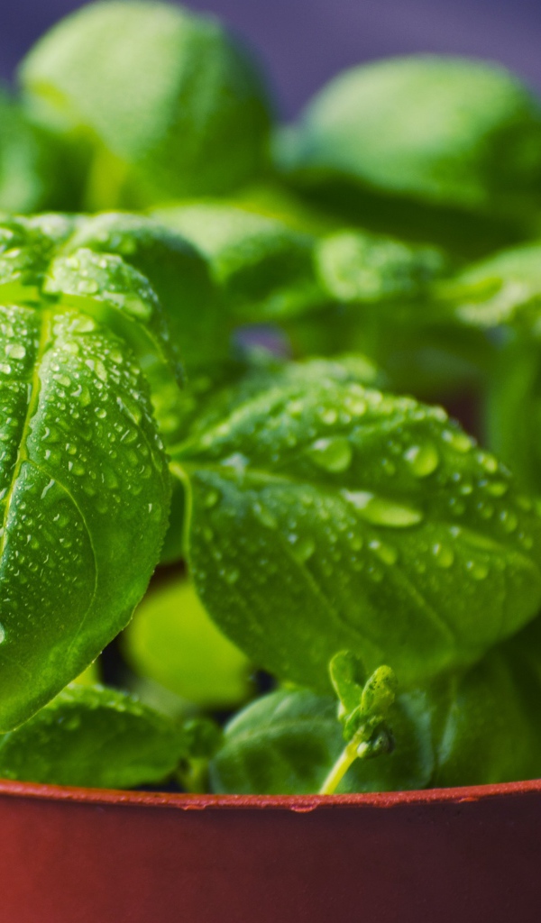 Зеленые листья базилика в каплях росы в горшке 