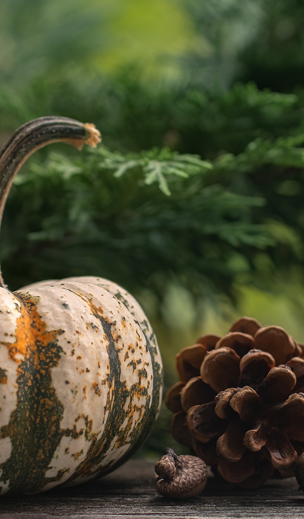 Большая тыква с шишками на столе 