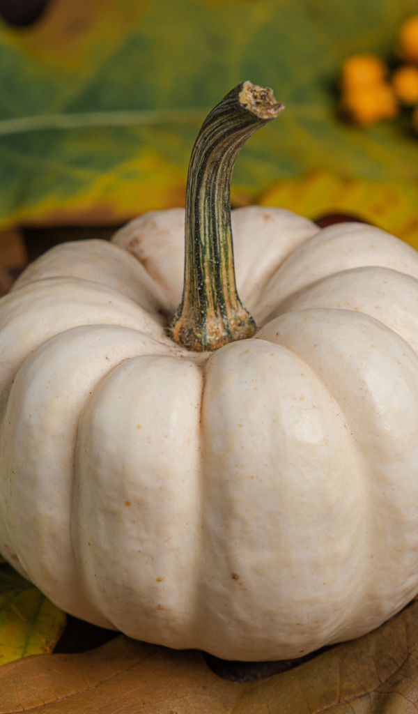 Большая белая тыква на столе с каштанами и рябиной 