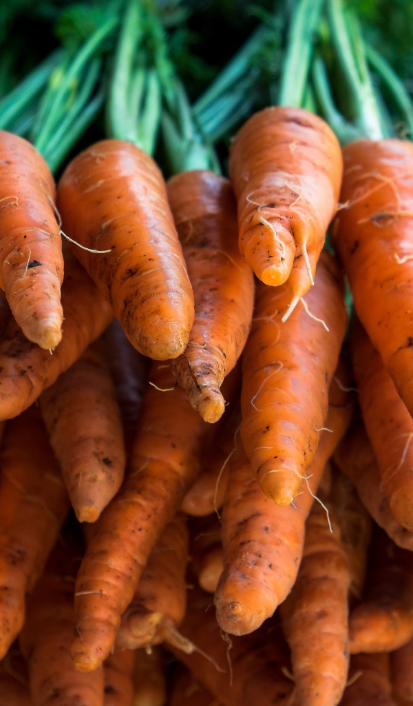 Много оранжевой моркови крупным планом 
