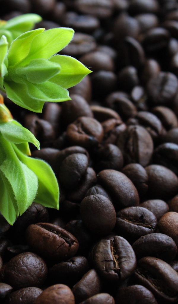 Много обжаренных кофейных зерен с веткой с зелеными листьями