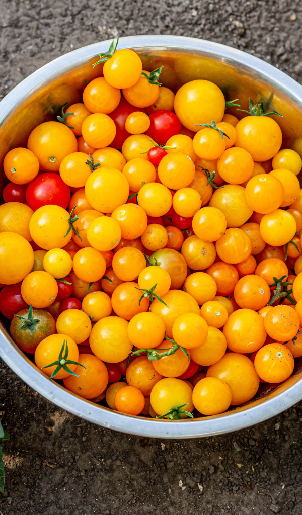 Много желтых помидоров в тазике на огороде