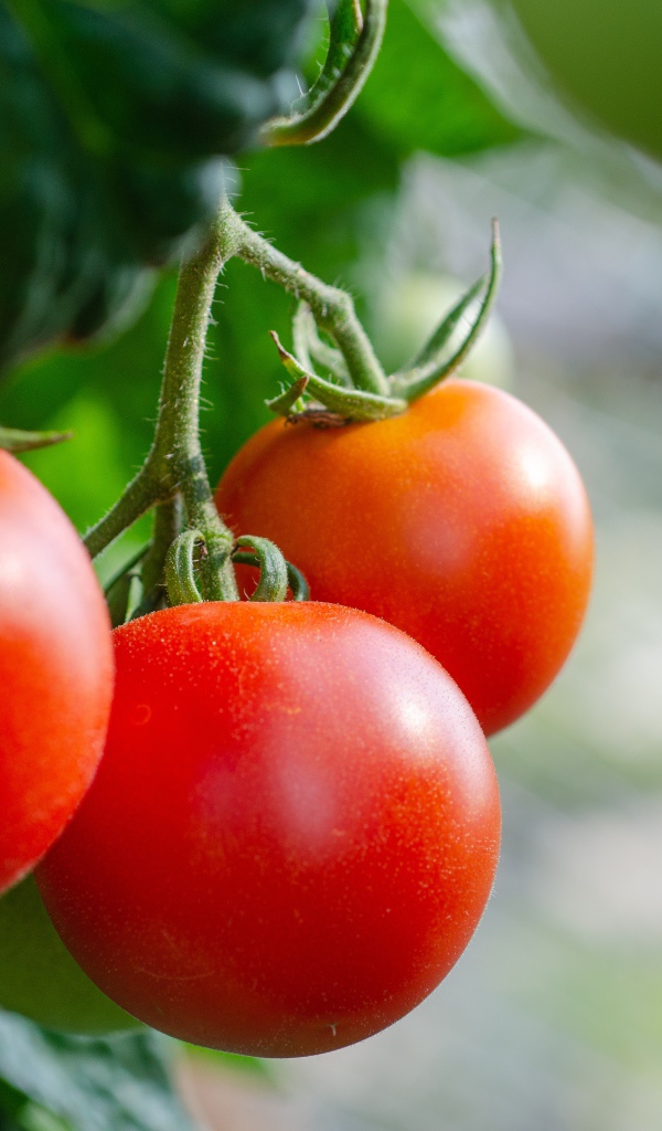 Красные помидоры на ветке  