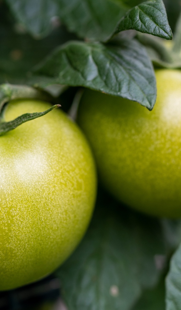 Два зеленых помидора на грядке