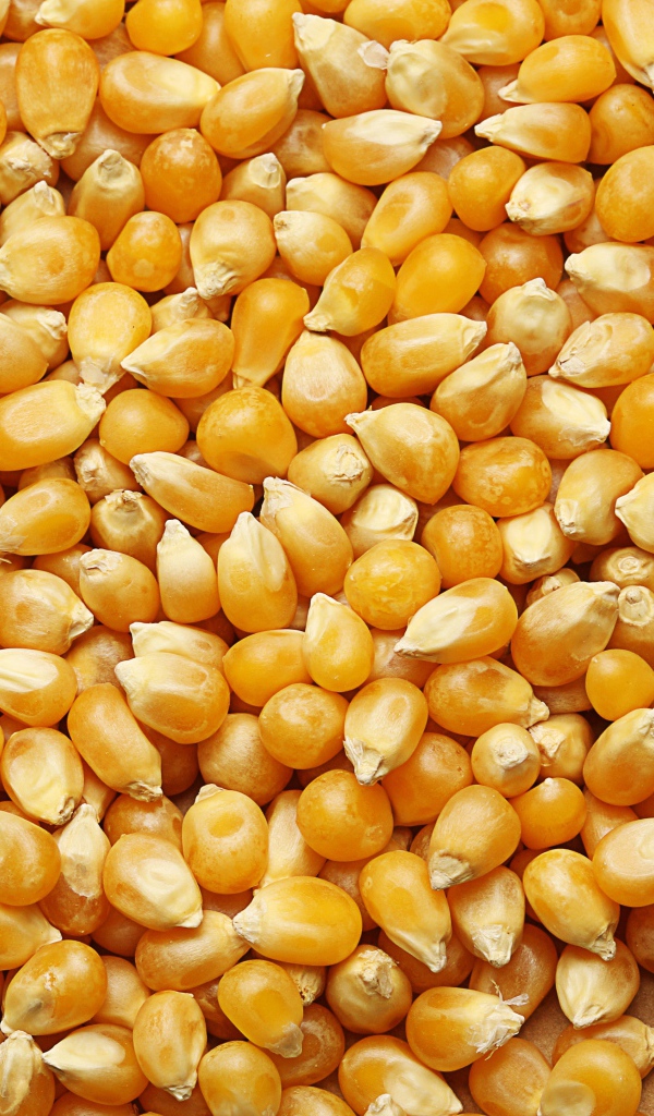 Желтые кукурузные зерна крупным планом 