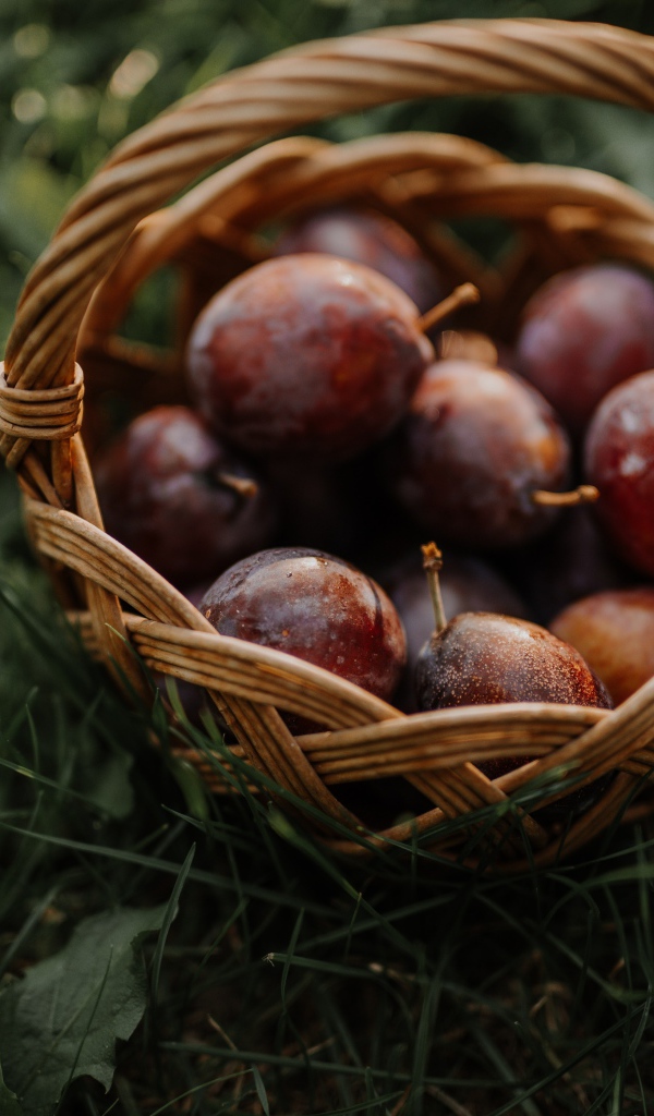 Корзина розовых слив стоит на траве