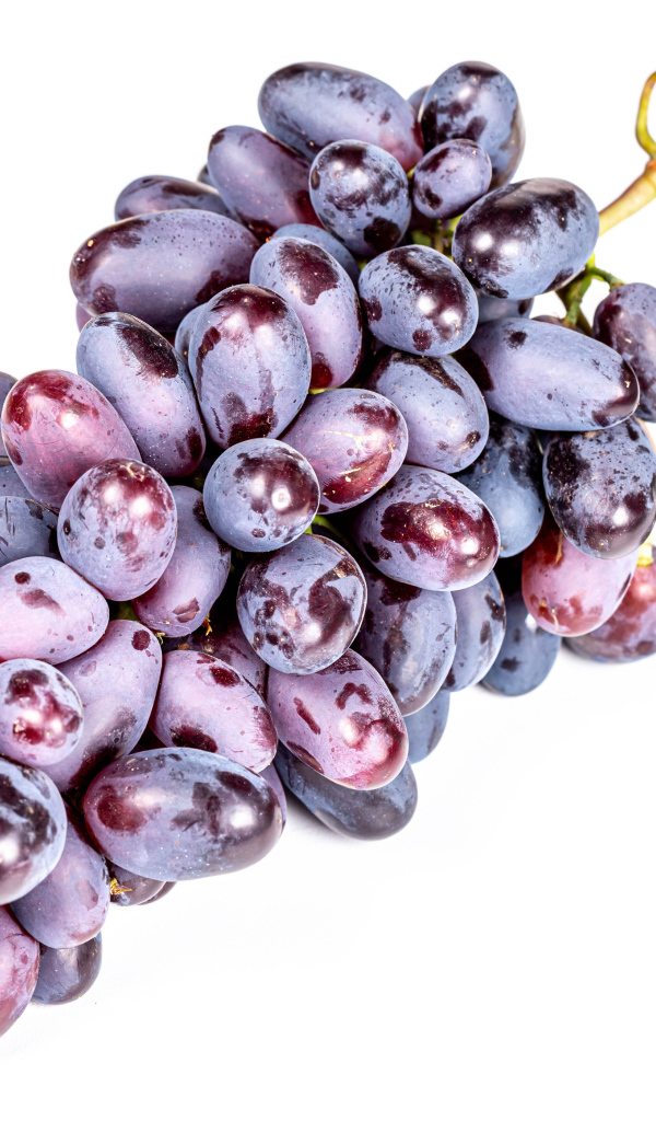 Гроздь синего винограда на белом фоне крупным планом