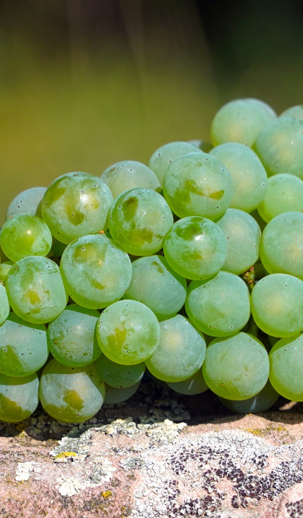 Гроздь зеленого винограда лежит на камне