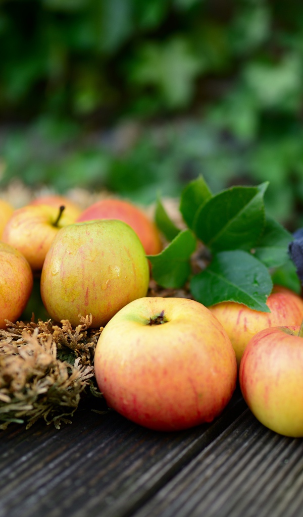 Яблоки и банка варенья на столе 