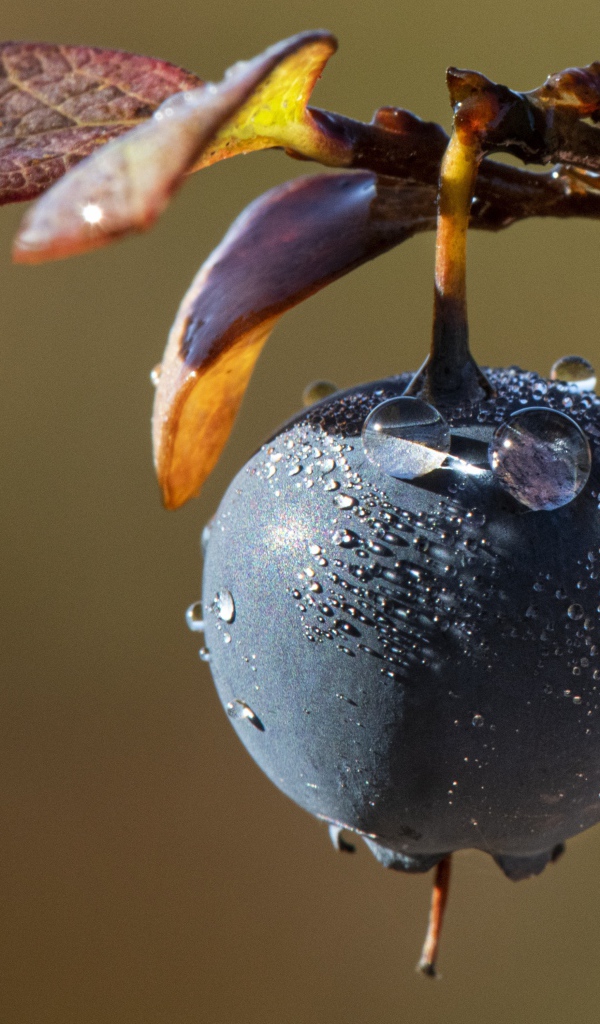 Синяя ягода на ветке в каплях росы