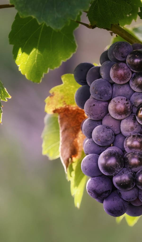 Гроздь синего винограда в зеленых листьях 