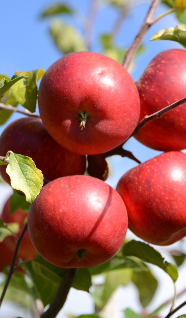 Много красных яблок в зеленых листьях 