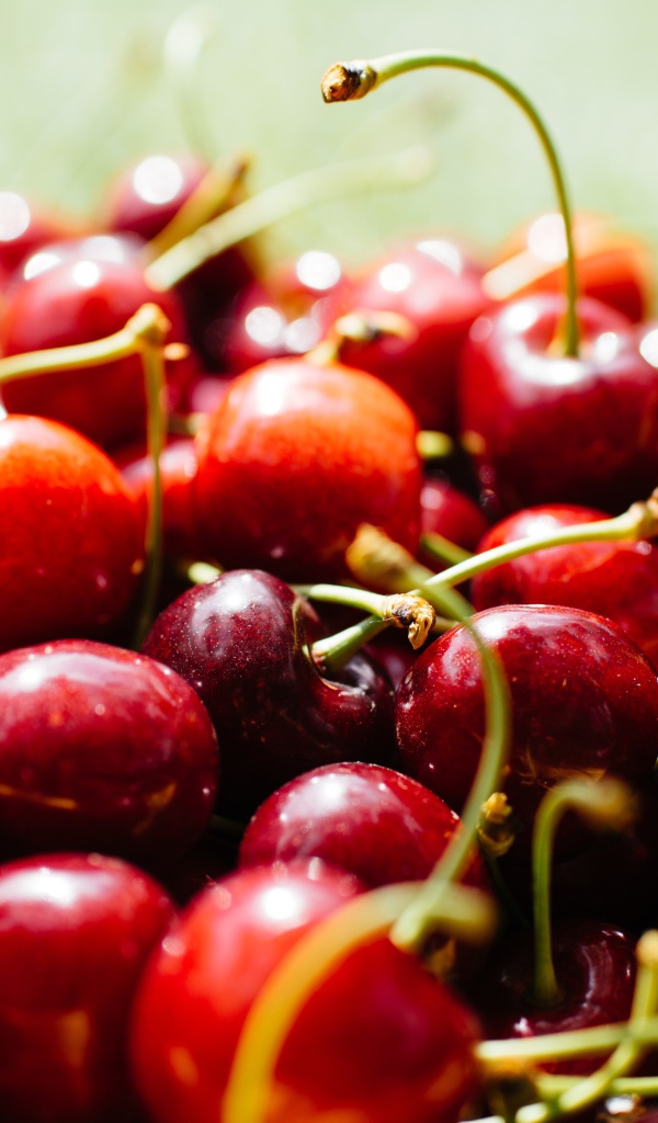 Много спелых ягод красной черешни 