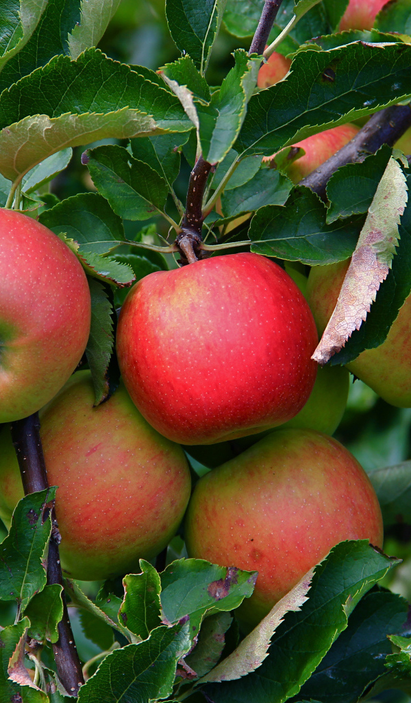 Много спелых сладких яблок на ветке в листьях 